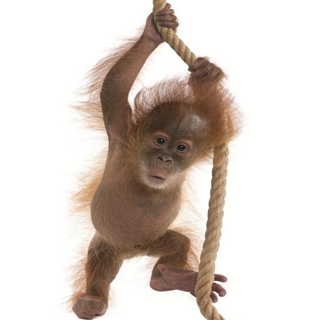 Sumatran Orangutan.jpg